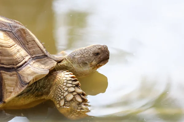 Närbild Huvud Den Stora Sulcata Sköldpadda Minipool — Stockfoto