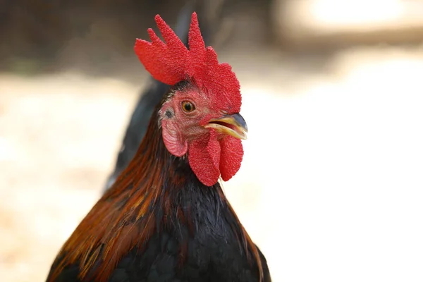 The fighting cock in garden nature farm at thailand