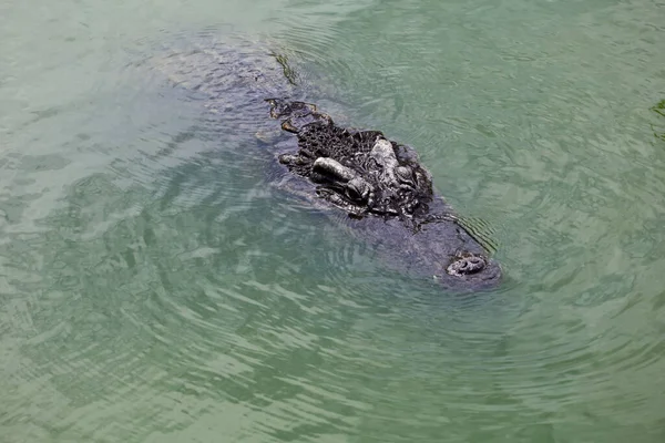 Közeli Fejű Krokodil Egyenesen Folyóba Veti Magát Thaiföldön Fókusz Szem — Stock Fotó