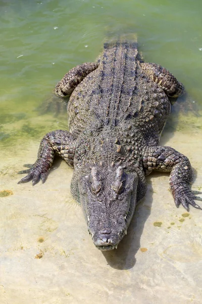 Salt Crocodile Swimming River Canal — Stock Photo, Image