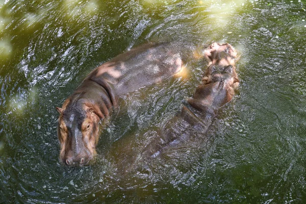 Pareja Hipopótamo Grande Está Flotando Río —  Fotos de Stock