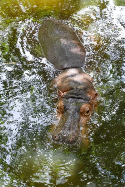 Gran Hipopótamo Está Flotando Río —  Fotos de Stock