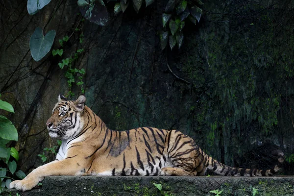 クローズアップ腹虎は美しい動物と森の中で危険です — ストック写真