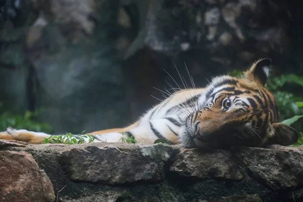 Bengal Kaplanı Çok Güzel Bir Hayvandır Ormanda Tehlikelidir — Stok fotoğraf