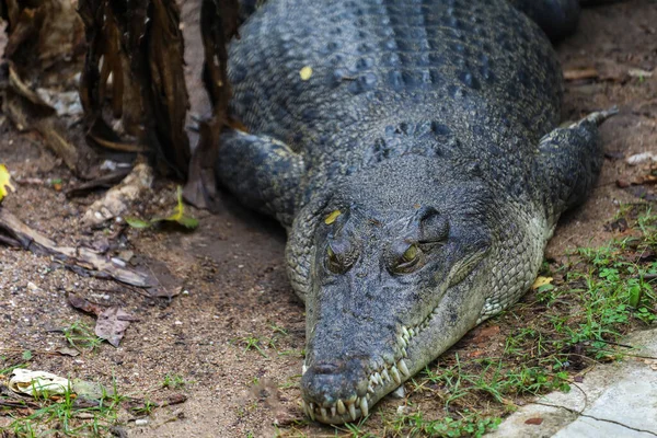 Közeli Krokodil Alvás Pihenés Kertben — Stock Fotó