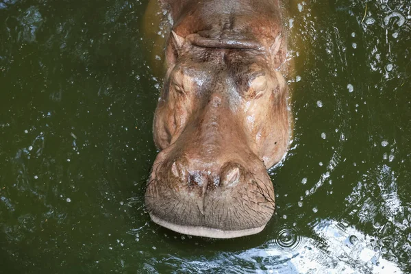 Hipopotam Rzece Tajlandii — Zdjęcie stockowe