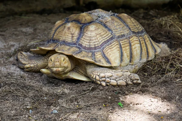 Zavřít Hlavu Velké Sulcata Želvy Zahradě — Stock fotografie