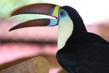 Tahtadaki Toco Toucan kuşu. 