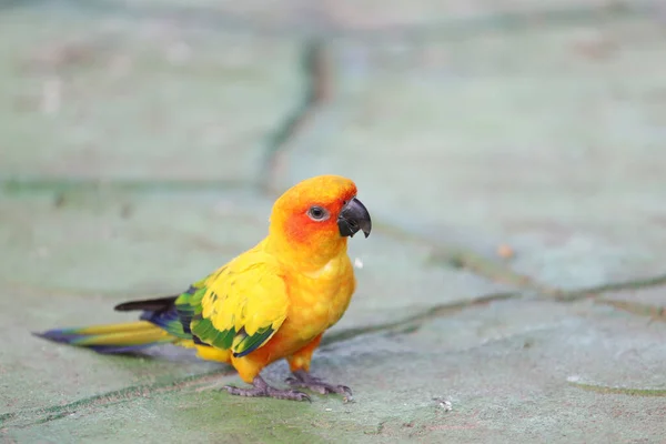 Mini Pájaro Loro Palo —  Fotos de Stock