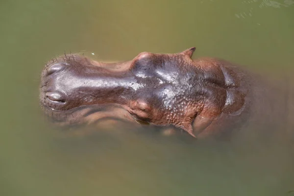 Gros Plan Tête Hippopotame Dans Rivière — Photo