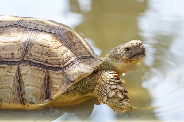 Närbild Huvud Den Stora Sulcata Sköldpadda Minipool — Stockfoto