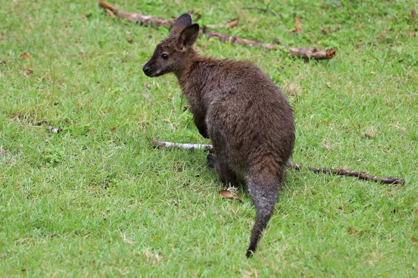 Yavru Kanguru Kalıyor Bahçede Yiyor — Stok fotoğraf