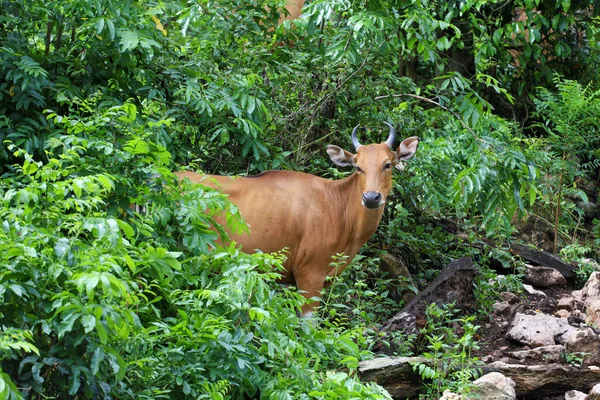 The female red cow in nature garden