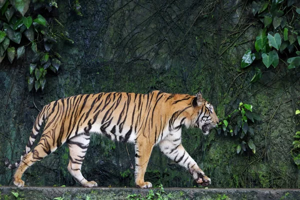 Närbild Indokinesisk Tiger Vackert Djur Och Farligt Skogen — Stockfoto