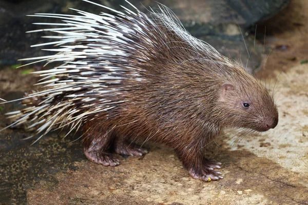 Κλείστε Malayan Porcupine Ζώο Εικόνα Αρχείου