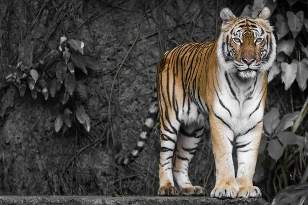 Zblízka Indický Tygr Krásné Zvíře Nebezpečné Lese — Stock fotografie
