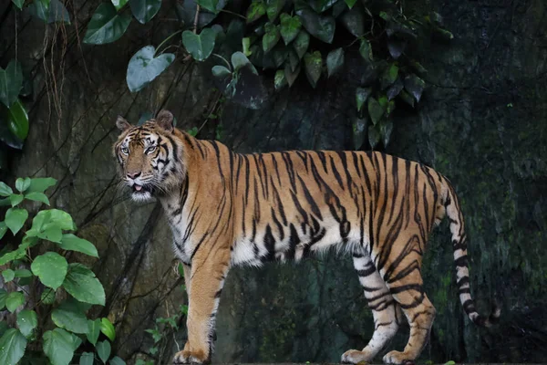 Närbild Indokinesisk Tiger Vackert Djur Och Farligt Skogen — Stockfoto