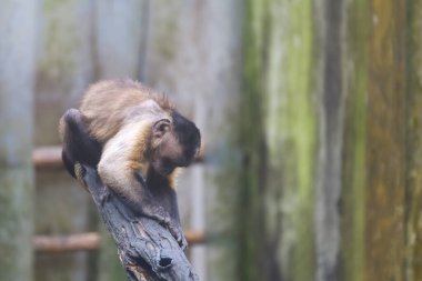 Kırmızı maymun büyük ağaç dalında duruyor. 