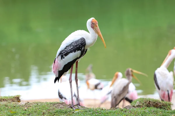 Painted Stork Bird Mycteria Leucocephala Garden — Stock Photo, Image