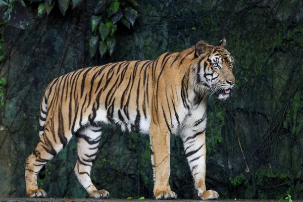 Indochinesische Tiger Aus Nächster Nähe Ist Wunderschönes Tier Und Gefährlich — Stockfoto