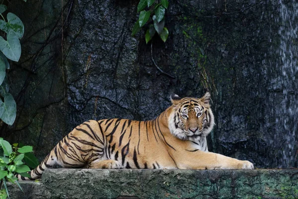 Primer Plano Tigre Bengala Hermoso Animal Peligroso Bosque — Foto de Stock