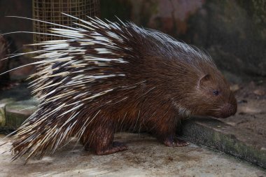 Malaya kirpi hayvanını kapatın. 