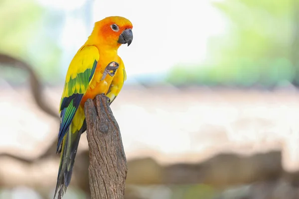 Mini Pássaro Papagaio Árvore Pau — Fotografia de Stock