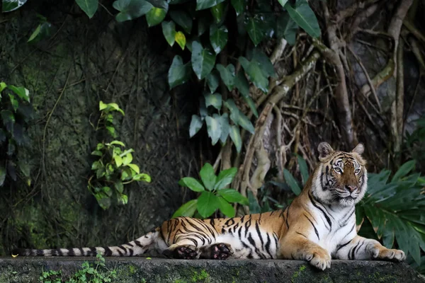 Närbild Indokinesisk Tiger Vackert Djur Och Farligt Skogen — Stockfoto