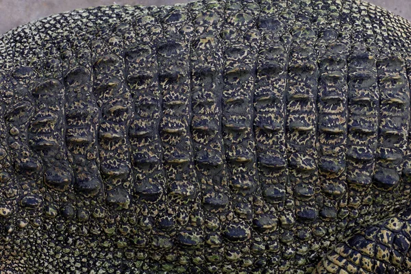 close up the crocodile skin for reptile animal skin and texture