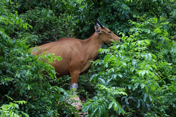 The female red cow in nature garden