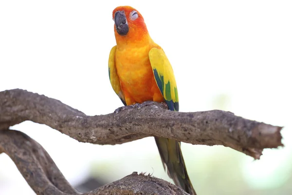 Mini Pássaro Papagaio Dormir Árvore Pau — Fotografia de Stock