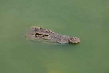Koca kafalı timsah nehri boyladı.