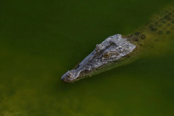Zoute Krokodil Zwemt Rivier Bij Kanaal — Stockfoto