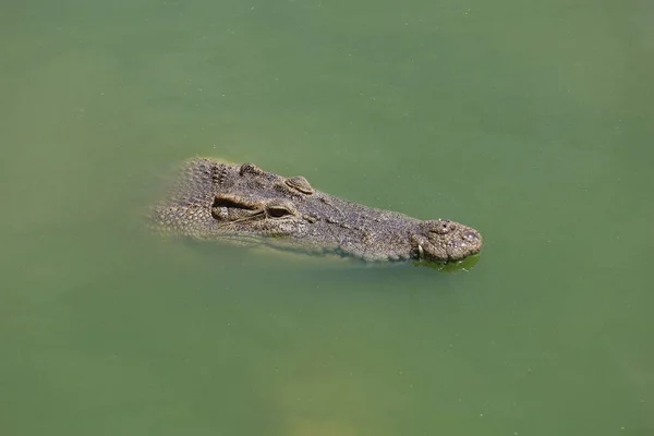 Close Big Head Crocodile Show Head River — Stock Photo, Image