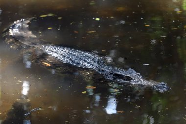 Nehirde bir timsah kafası var. 