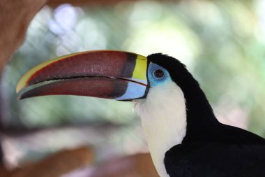 Tahtadaki Toco Toucan kuşu. 