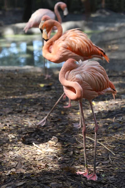 Flamingo Beautiful Cute Garden — Fotografia de Stock