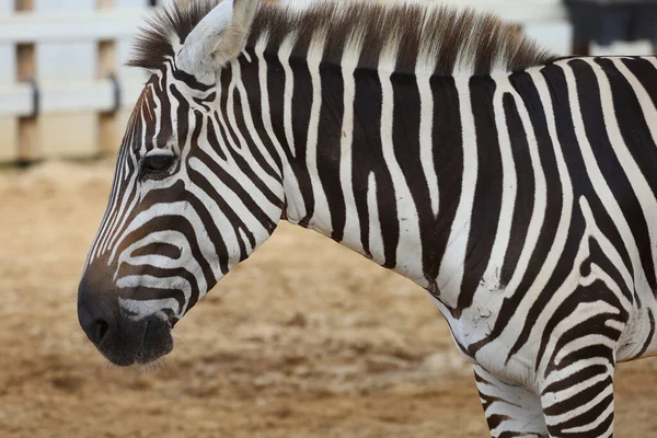 Tayland Daki Çiftlikteki Burchell Zebra — Stok fotoğraf
