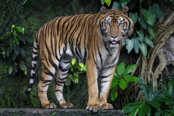 Close Tigre Indochinês Belo Animal Perigoso Floresta — Fotografia de Stock