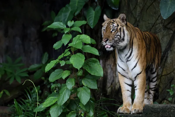 Close Tigre Indocinese Bello Animale Pericoloso Nella Foresta — Foto Stock