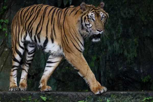 Närbild Indokinesisk Tiger Vackert Djur Och Farligt Skogen — Stockfoto