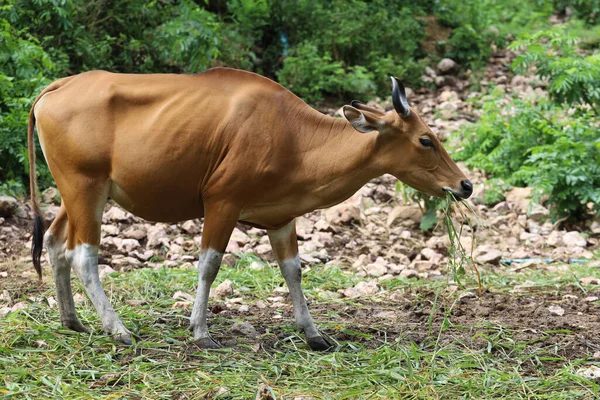 The female red cow in nature garden