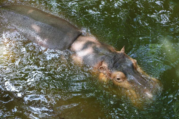 Velký Hroch Plave Řece — Stock fotografie