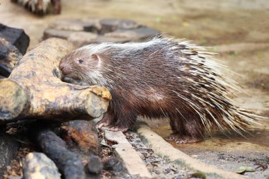 Malaya kirpi hayvanını kapatın. 