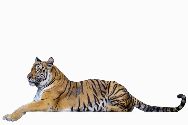 Bengal Tiger Sit Rest Mud White Background Have Path — Stock Photo, Image