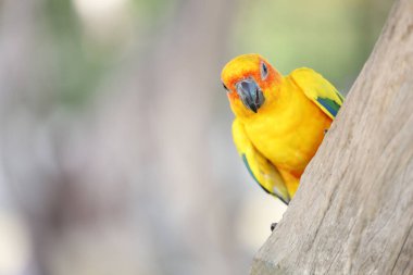 Sopa ağacındaki minik papağan kuşu.