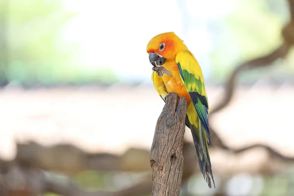 Sopa Ağacındaki Minik Papağan Kuşu — Stok fotoğraf