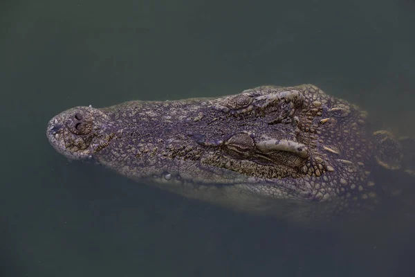 Van Dichtbij Krokodil Zien Rivier Thailand Focusoog — Stockfoto