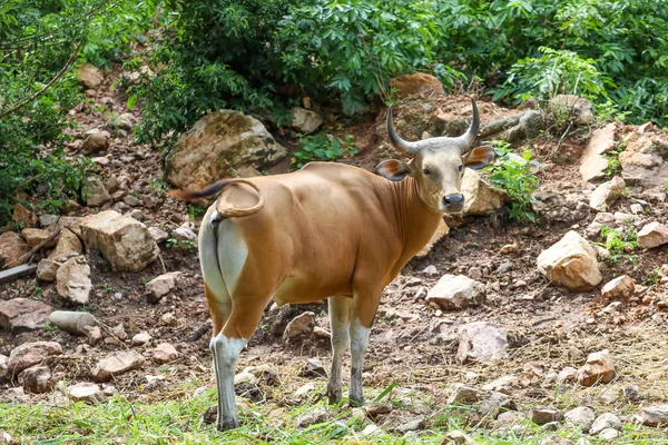 The male red cow in nature garden