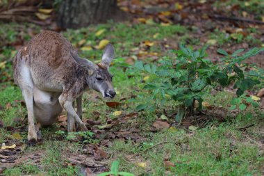 Kanguru kalır ve bahçede ot yer.